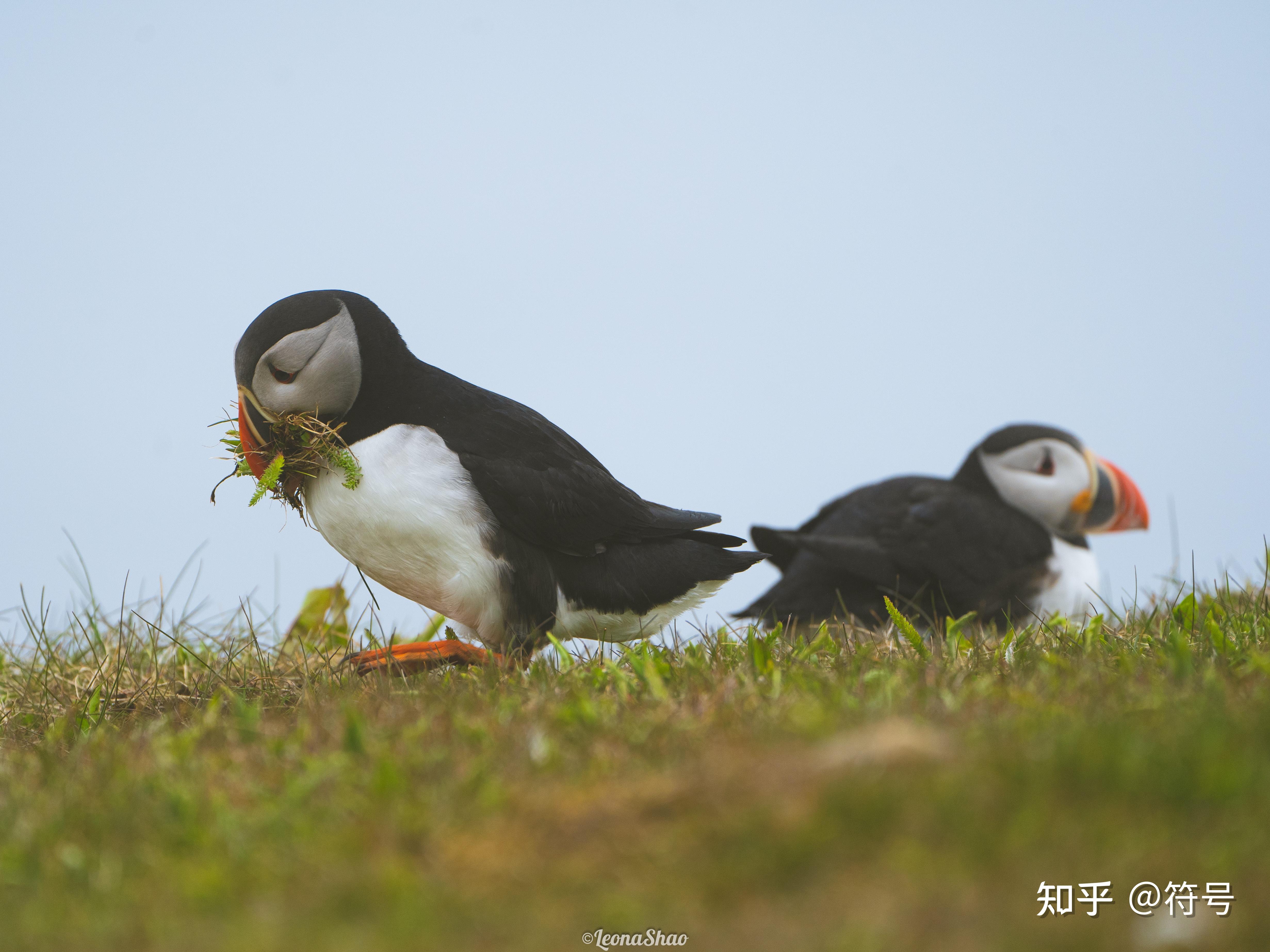 正在筑巢的海鹦们