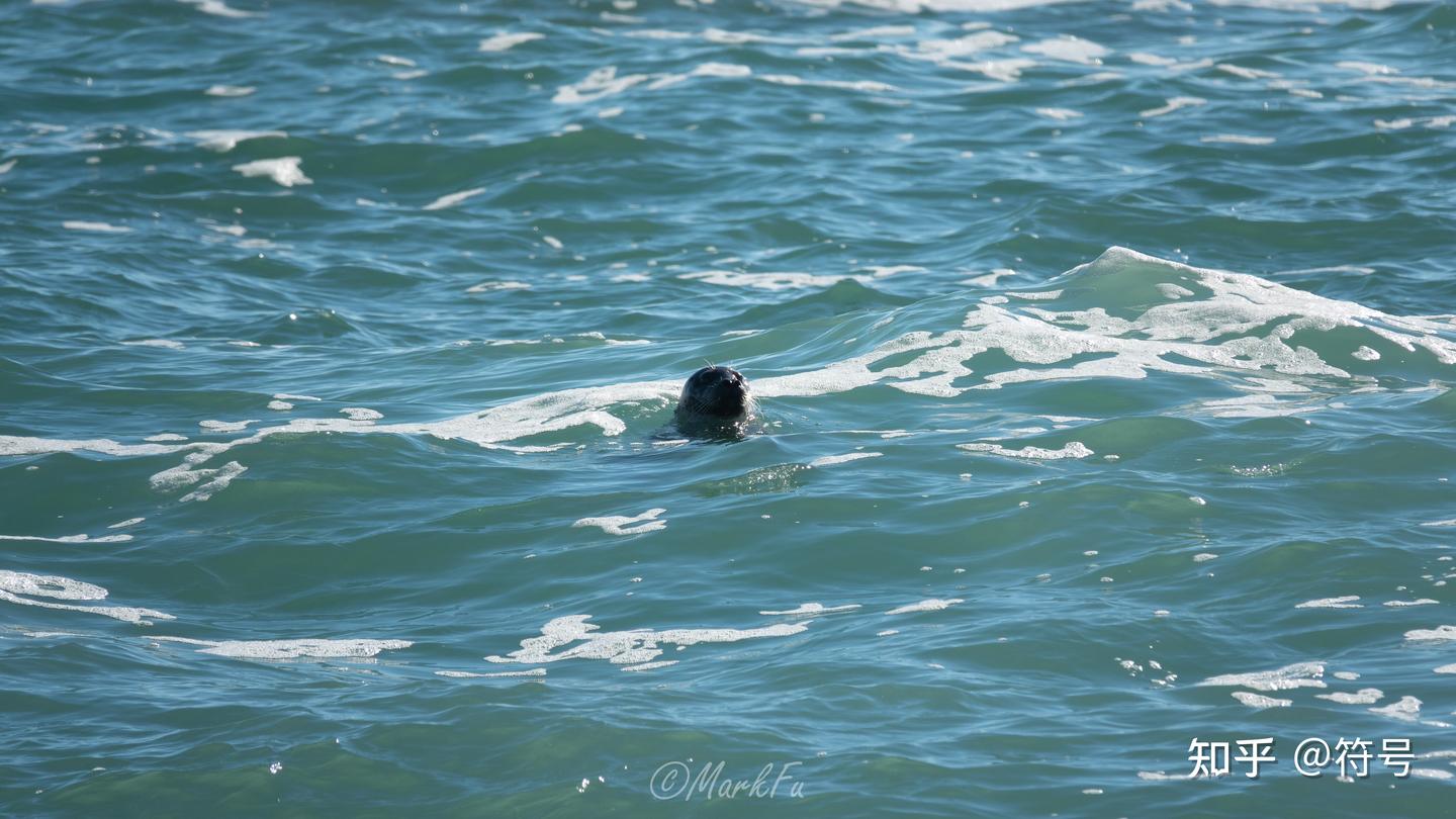 海豹